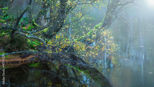 Fototapeta Naklejka Na Ścianę i Meble -  Mossy trees and branch with yellow leaves leaning over the foggy lake in autumn.Painterly and dreamlike nature background.Tranquil woodland scenery