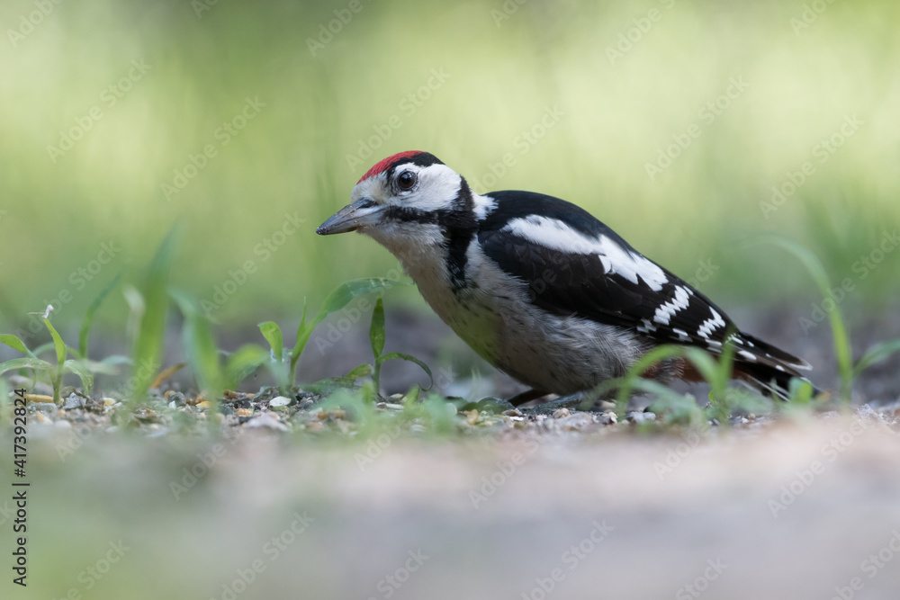 Fototapeta premium Great spotted woodpecker (Dendrocopos major) sits on the ground, photographed in the Goois Natuurreservaat, The Nerherlands.