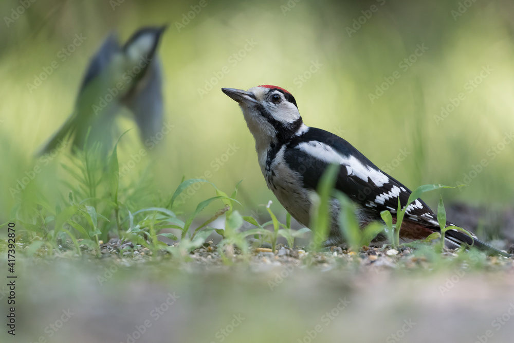 Fototapeta premium Great spotted woodpecker (Dendrocopos major) sits on the ground, photographed in the Goois Natuurreservaat, The Nerherlands.
