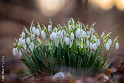 Common snowdrops Galanthus nivalis in spring on forest ground with sunset background