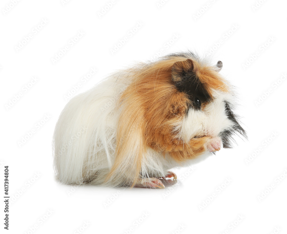 Adorable guinea pig on white background. Lovely pet Adorable guinea pig on white background. Lovely pet