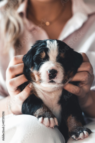 Bernese mountain dog puppy in female hands, care for animals, newborns