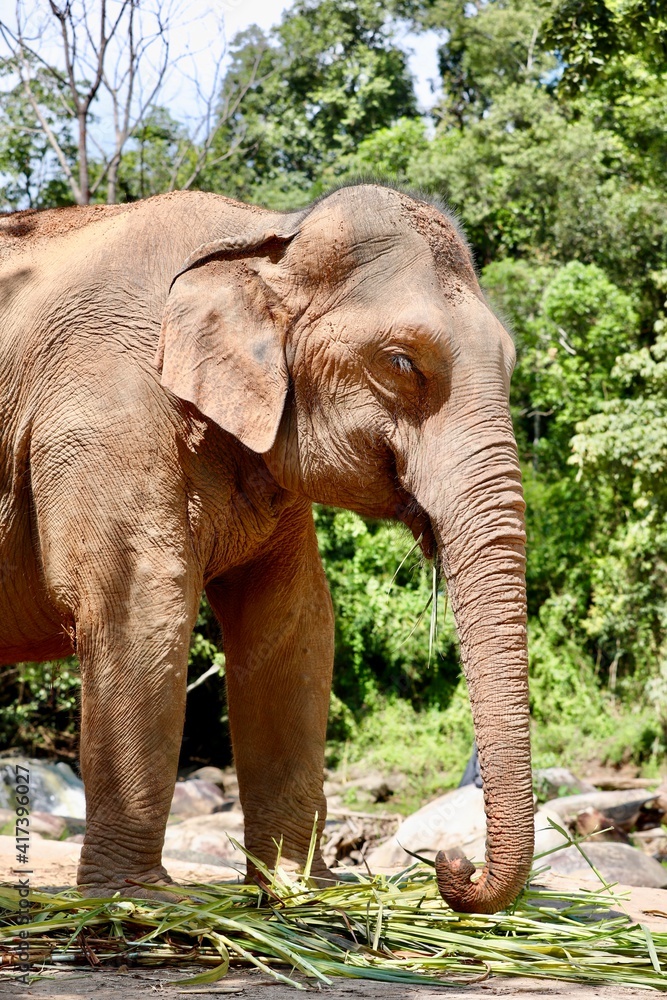 Obraz premium majestic animal, elephant from Chiang Mai in Thailand, natural reserve rescue, peaceful and relaxed environment in the jungle, loving