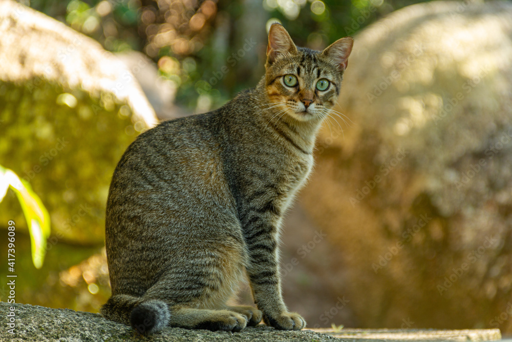Obraz premium gato com olhar penetrante