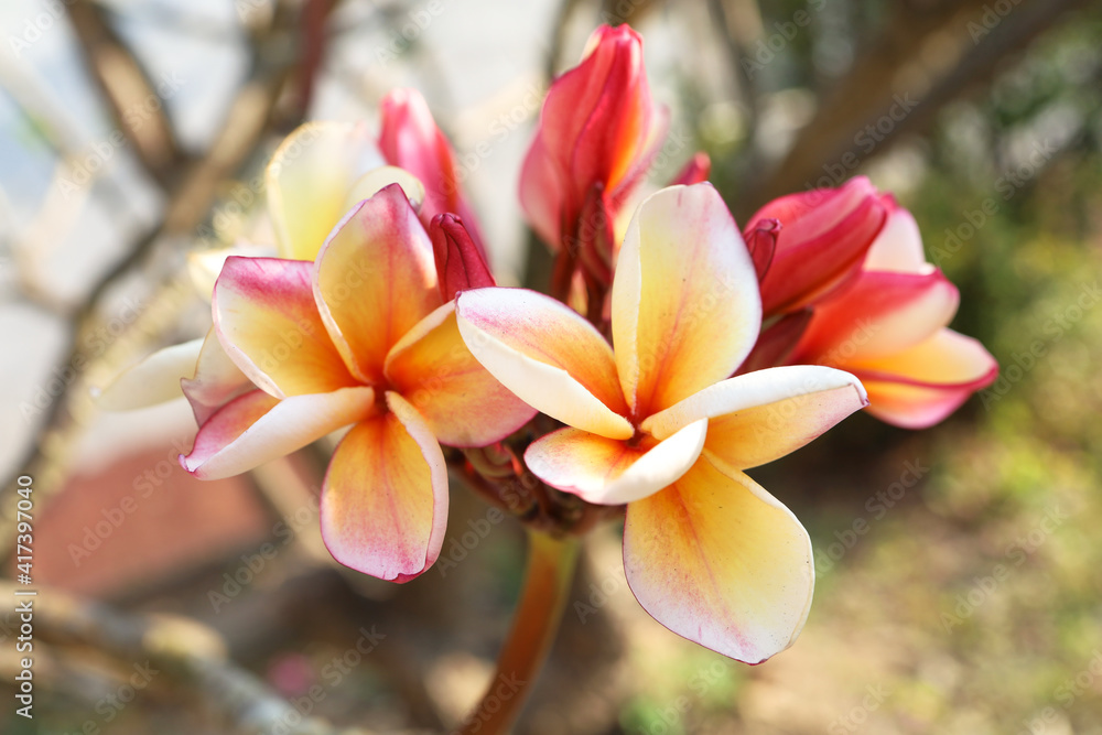 Selective focus colorful plumeria with nature blurry background in the summer