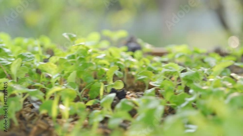 Organic hydroponic vegetable closeup cultivation farm with soft light