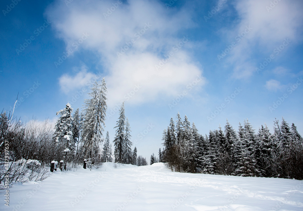 Fototapeta premium Landscape with forest in winter, Zakopane, Lesser Poland, Poland
