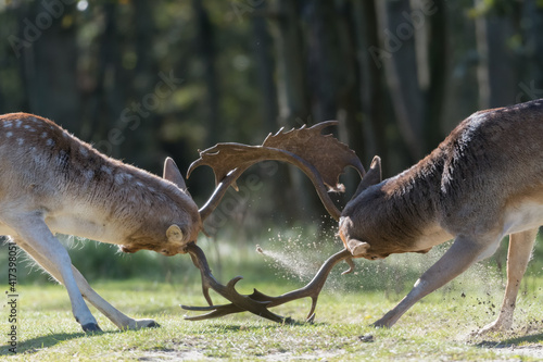 She s mine  No she s mine  Let s fight for it  Who will win  A fight between two fallow deer during rutting season  photographed in the Netherlands.