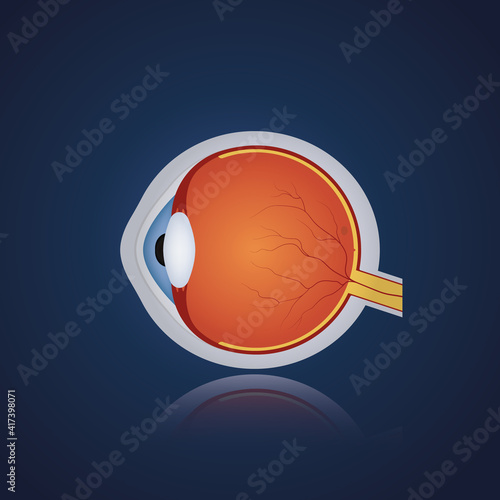 Structure of anatomy human eye. Realistic eyeball on blue background. Side view. Vector illustration