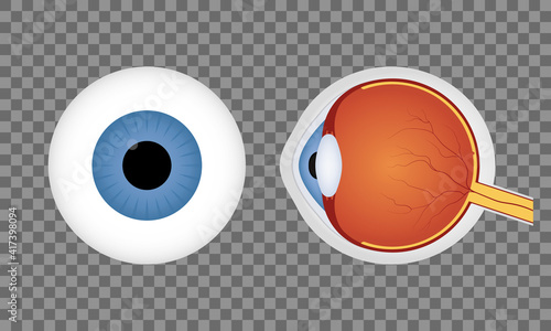 Realistic human eyeball on transparent background. Blue pupil. Front and side view of human eye. Vector