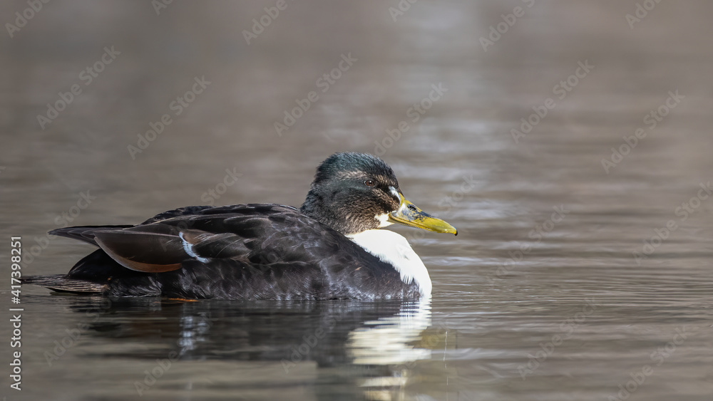 ente, bird, wasser, stockente, natur, see, wild lebende tiere, teich, tier, ente, bird, wasser, stockente, natur, see, wild lebende tiere, teich, tier,