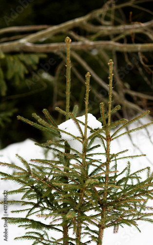 Young evergreen trees in winter, Lesser Poland, Poland