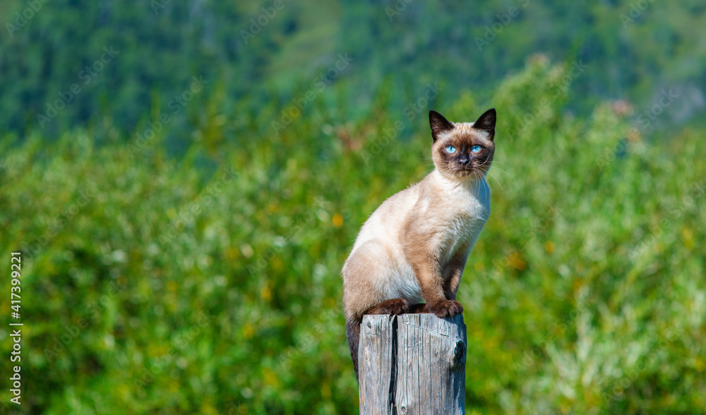 Siamese cat sitting on a pole against the background of mountains and looking at the camera with blue eyes Siamese cat sitting on a pole against the background of mountains and looking at the camera with blue eyes