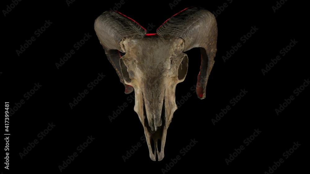 The camera studies the skull of a ram with powerful horns. The skull is illuminated with red light on a black background. Seamless loop. The camera studies the skull of a ram with powerful horns. The skull is illuminated with red light on a black background. Seamless loop.