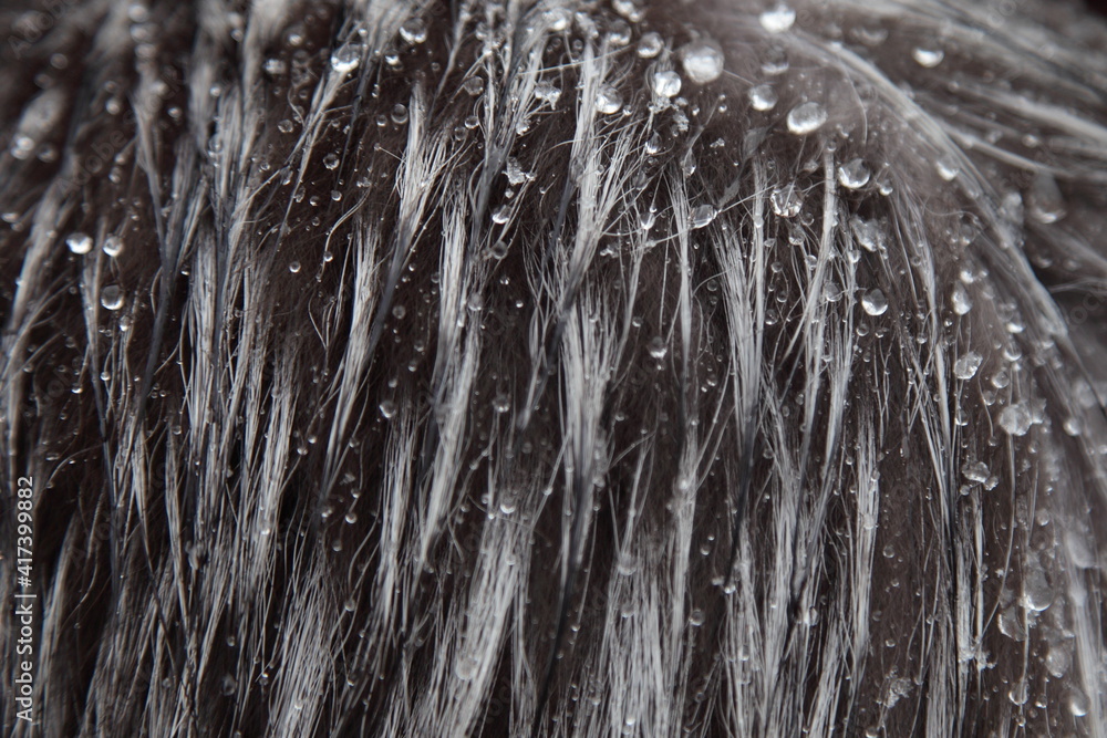 Gray fur with water drops, taking care of a wet fur clothes after rain and snow, the texture of the background Gray fur with water drops, taking care of a wet fur clothes after rain and snow, the texture of the background