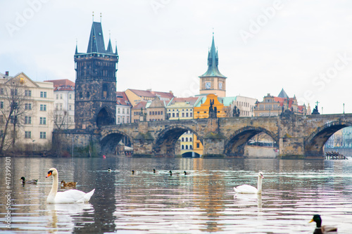 Swans and ducks dance on the Vltava river against the background of the Charles bridge