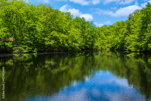 Beautiful Pond in a Forest