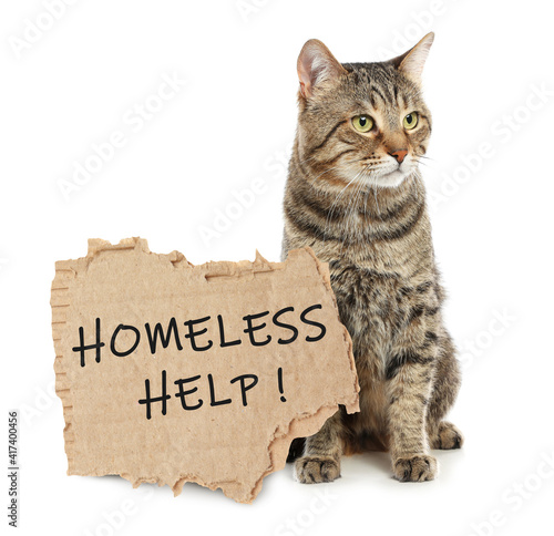 Cute tabby cat and piece of cardboad with text Homeless Help on white background. Lonely pet