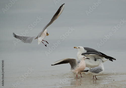 Lesser Black-backed Gull charging a slender-billed gull with bread at Busaiteen coast, Bahrain