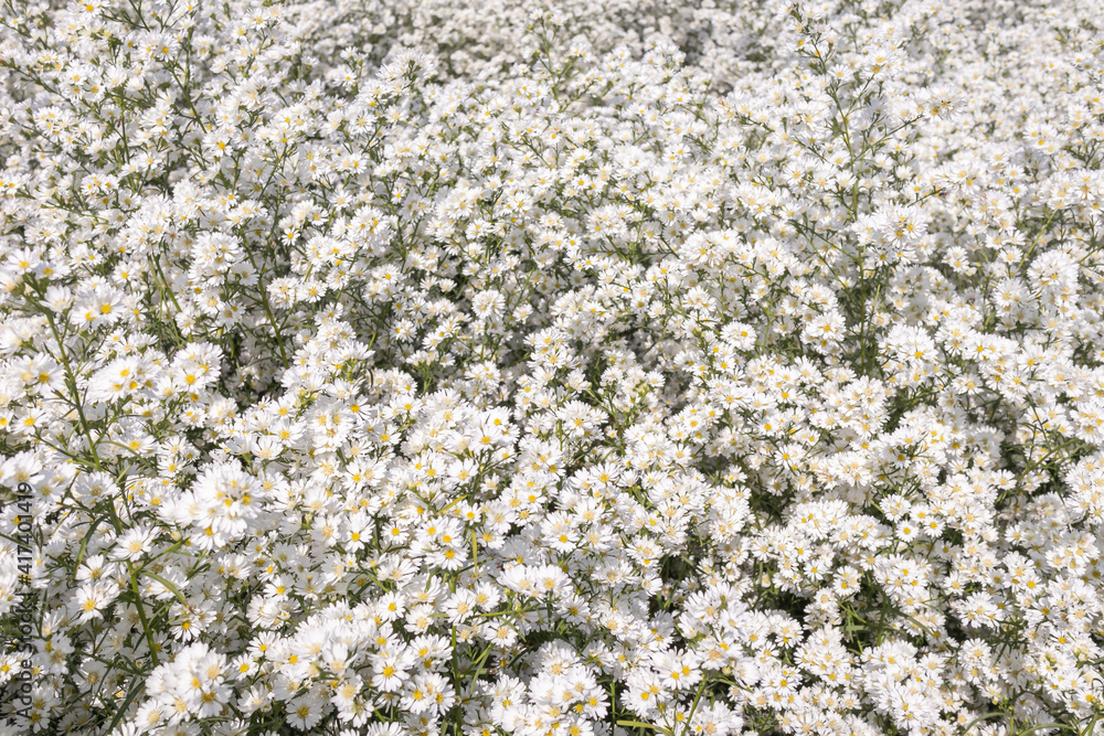 Beautiful white cutter flowers garden. Beautiful white cutter flowers garden.