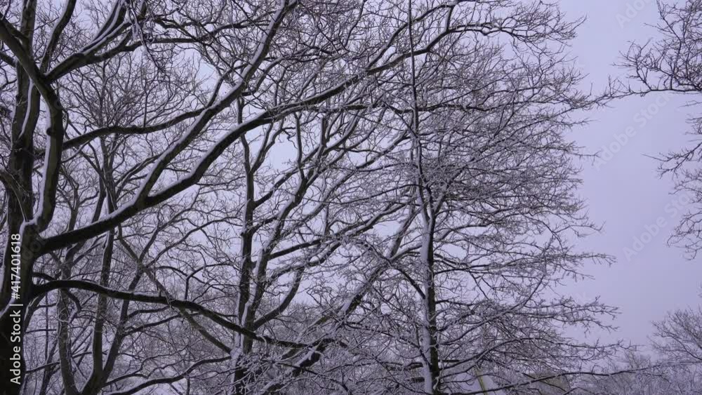 Tilt Up View of Snow Covered Trees - Ken Burns Effect Tilt Up View of Snow Covered Trees - Ken Burns Effect