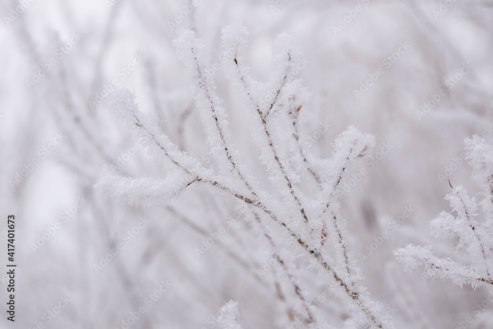 Tree branches in a snowy fluffy frost close-up. The concept of winter.Winter natural background.