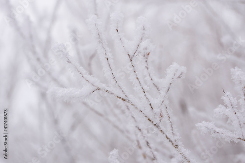 Tree branches in a snowy fluffy frost close-up. The concept of winter.Winter natural background.