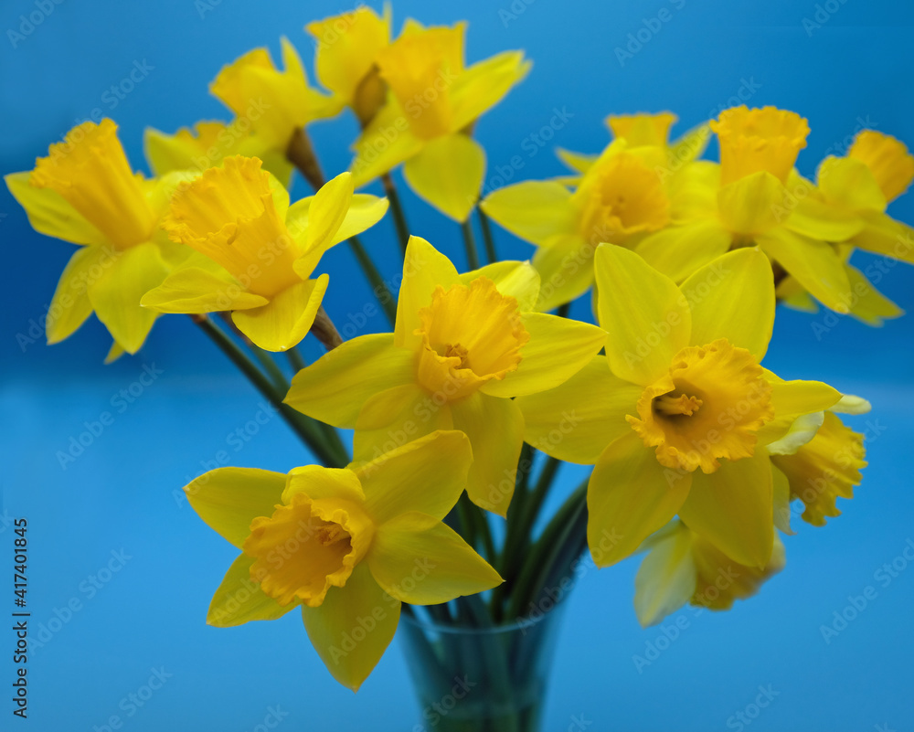 Obraz premium yellow daffodils in blue vase