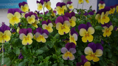 Yellow and Purple Flowering Pansy Plants