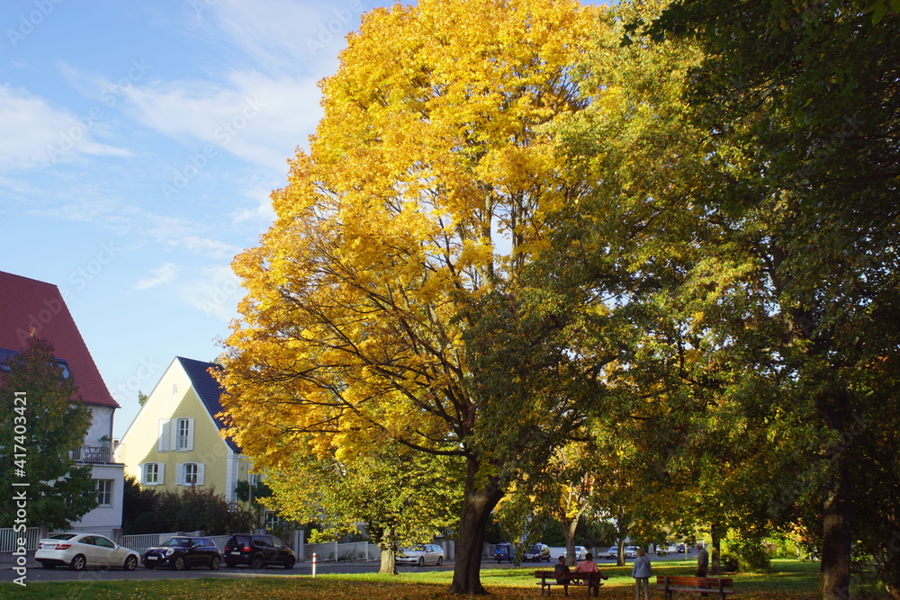 Baum im park