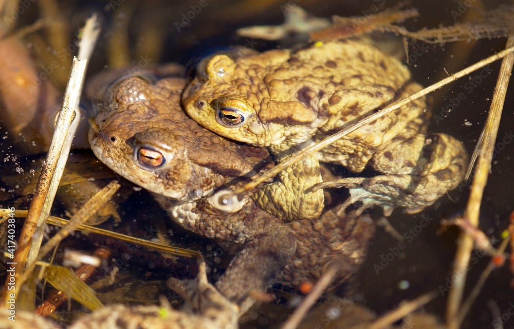 Obraz premium Common or European toad brown colored, Mating toads