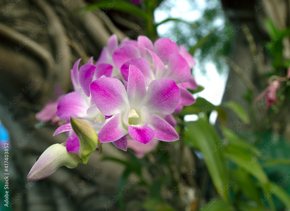 Purple orchid flowers in the flower garden Purple orchid flowers in the flower garden