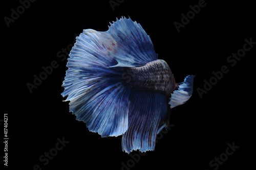 Betta fish, siamese fighting fish, betta splendens isolated on black background, fish on black background, fish fighting, Multi color Siamese fighting fish,