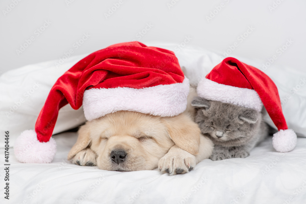 Golden retriever puppy and kitten wearing red santa's hats sleep together on a bed at home Golden retriever puppy and kitten wearing red santa's hats sleep together on a bed at home