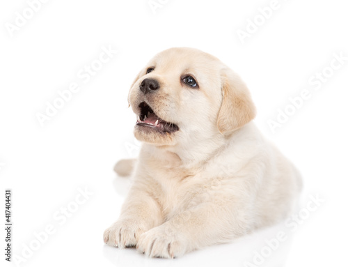 Golden Retriever puppy lying and looking up. isolated on white background © Ermolaev Alexandr