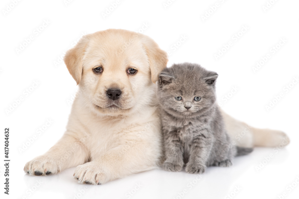 golden retriever puppy dog and kitten  lying together. isolated on white background