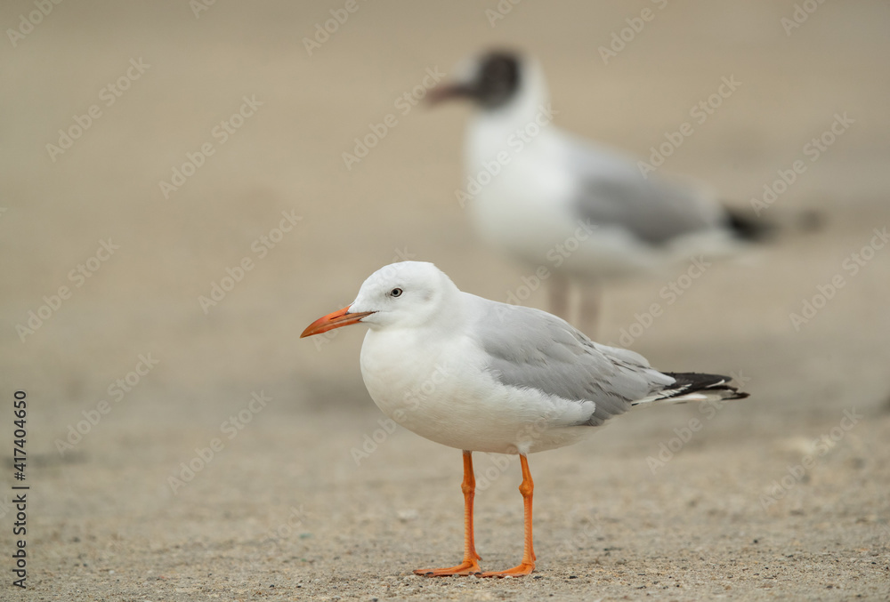 Closeup of a Sender-billed seagull at Busaiteen coast, Bahrain with black-headed gull at the backdrop. Closeup of a Sender-billed seagull at Busaiteen coast, Bahrain with black-headed gull at the backdrop.