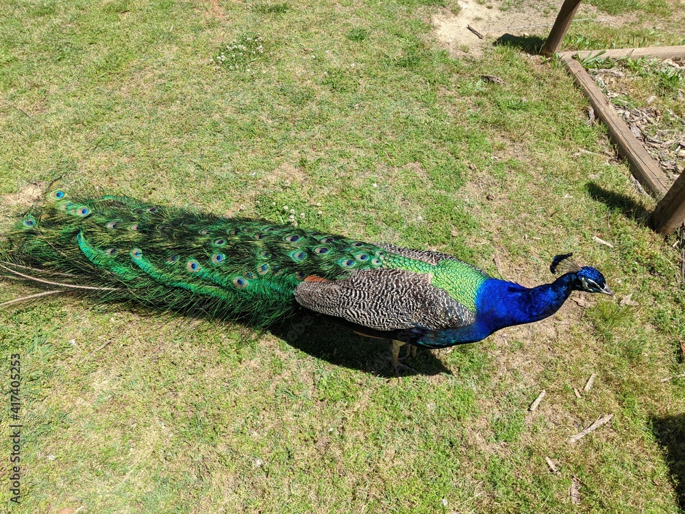 Obraz premium Beautiful Colorful Peacock Walking at the Zoo