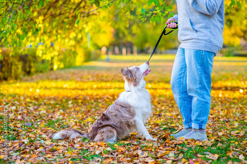 Wallpaper Mural Owner train border collie dog at autumn park. Empty space for text Torontodigital.ca