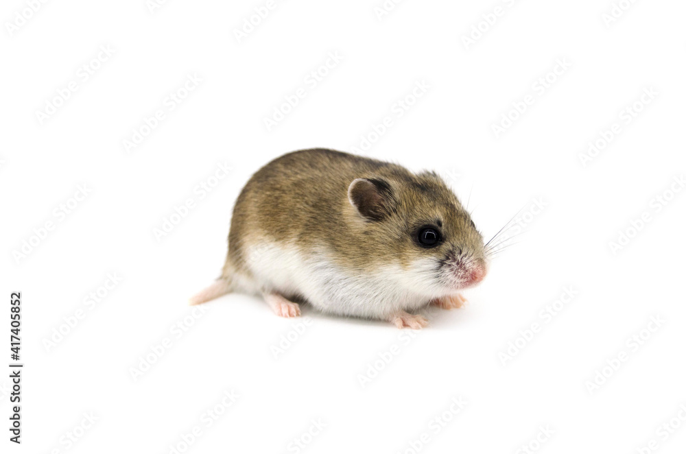 Chinese hamster white background
Chinese hamster white background