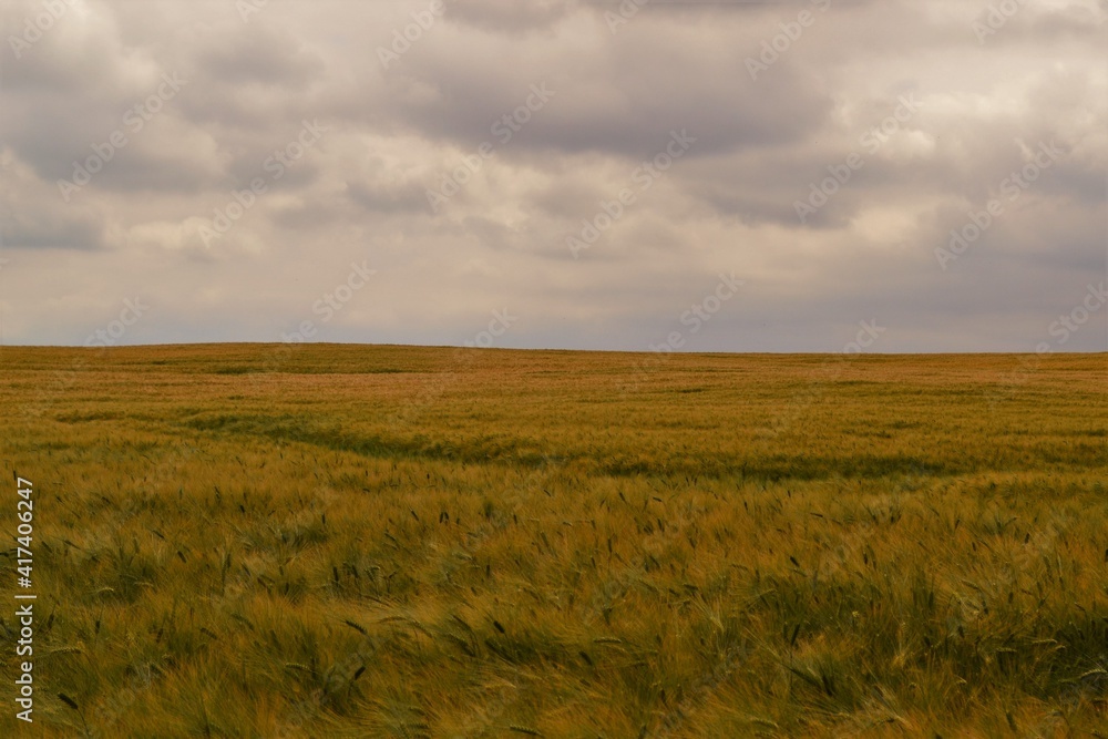 Obraz premium wheat field and sky