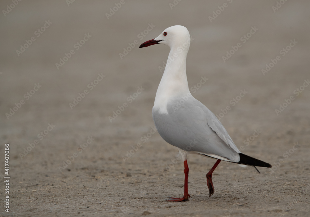 Portrait of a Sender-billed seagull in breeading plumage at Busaiteen coast, Bahrain Portrait of a Sender-billed seagull in breeading plumage at Busaiteen coast, Bahrain