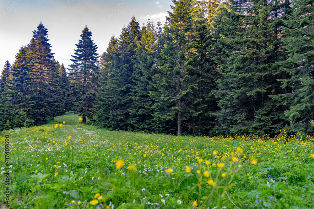 Fototapeta premium Karadeniz bölgesinde Bartin ilinde yaylalar, otlar, hayvanlar.