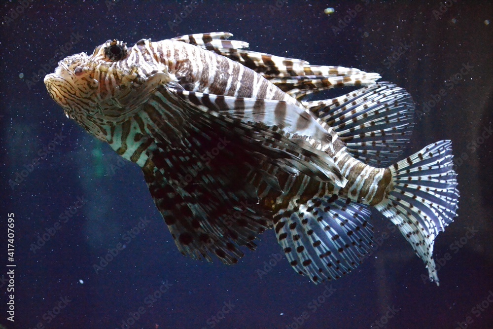 Fototapeta premium fish in aquarium