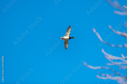 male duck in flight
