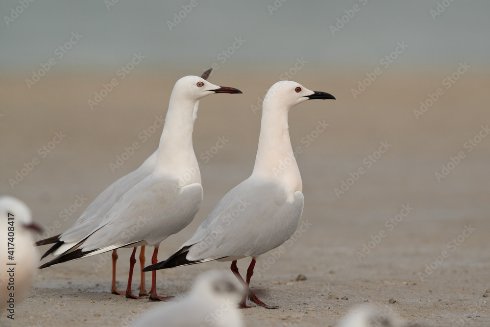 Sender-billed seagull in breeding plumage at Busaiteen coast, Bahrain Sender-billed seagull in breeding plumage at Busaiteen coast, Bahrain