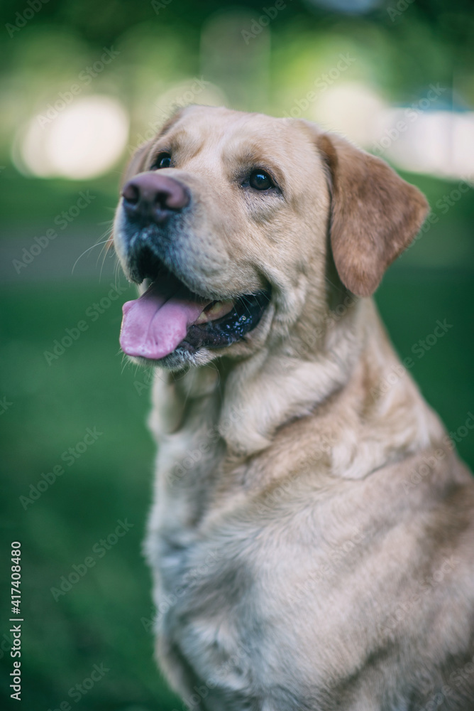 Portrait of a young handsome labrador retriever in a summer park. Portrait of a young handsome labrador retriever in a summer park.