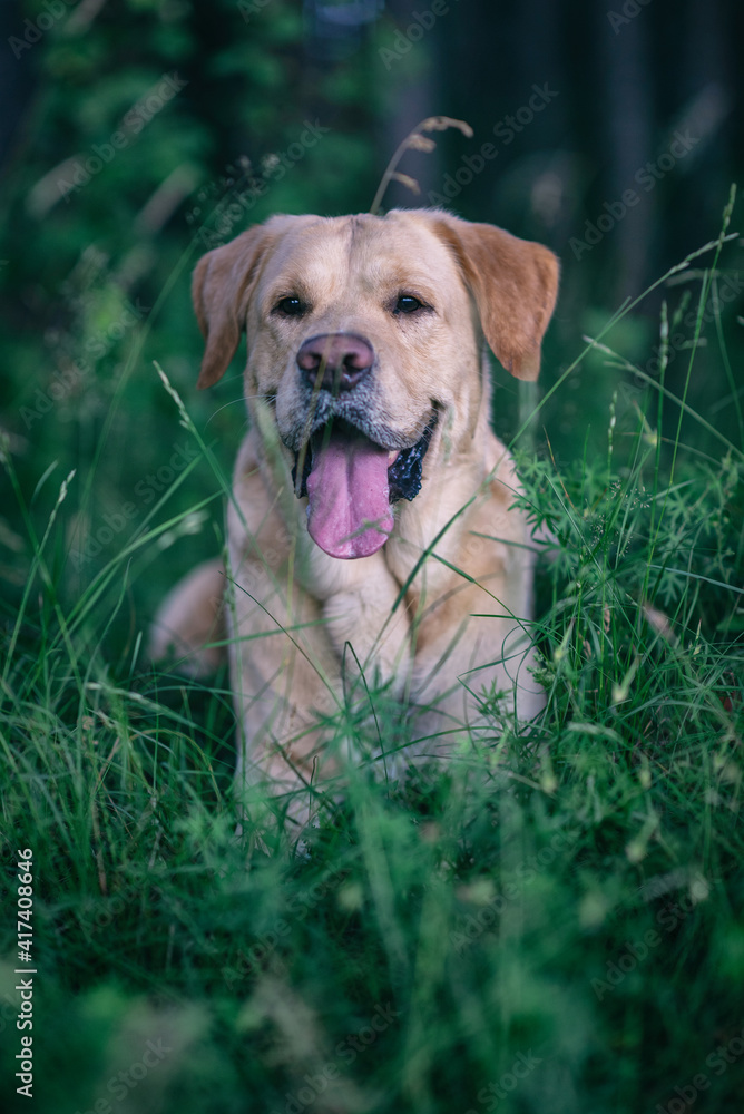 Portrait of a young handsome labrador retriever in a summer park. Portrait of a young handsome labrador retriever in a summer park.