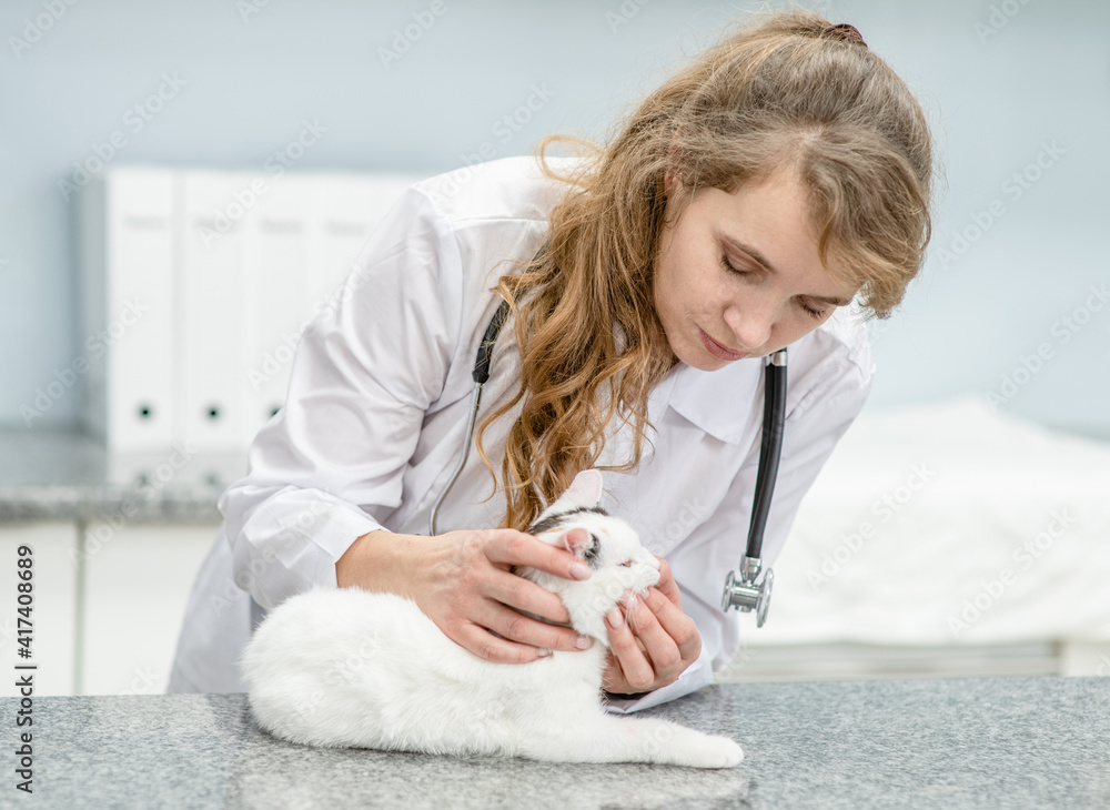 Female vet doctor checks teeth to a cat at vet clinic