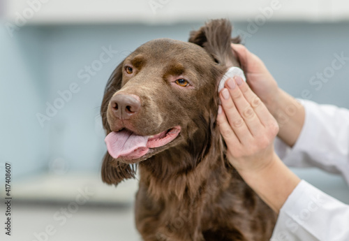 Photography Vet cleaning dogs ear at vet clinic